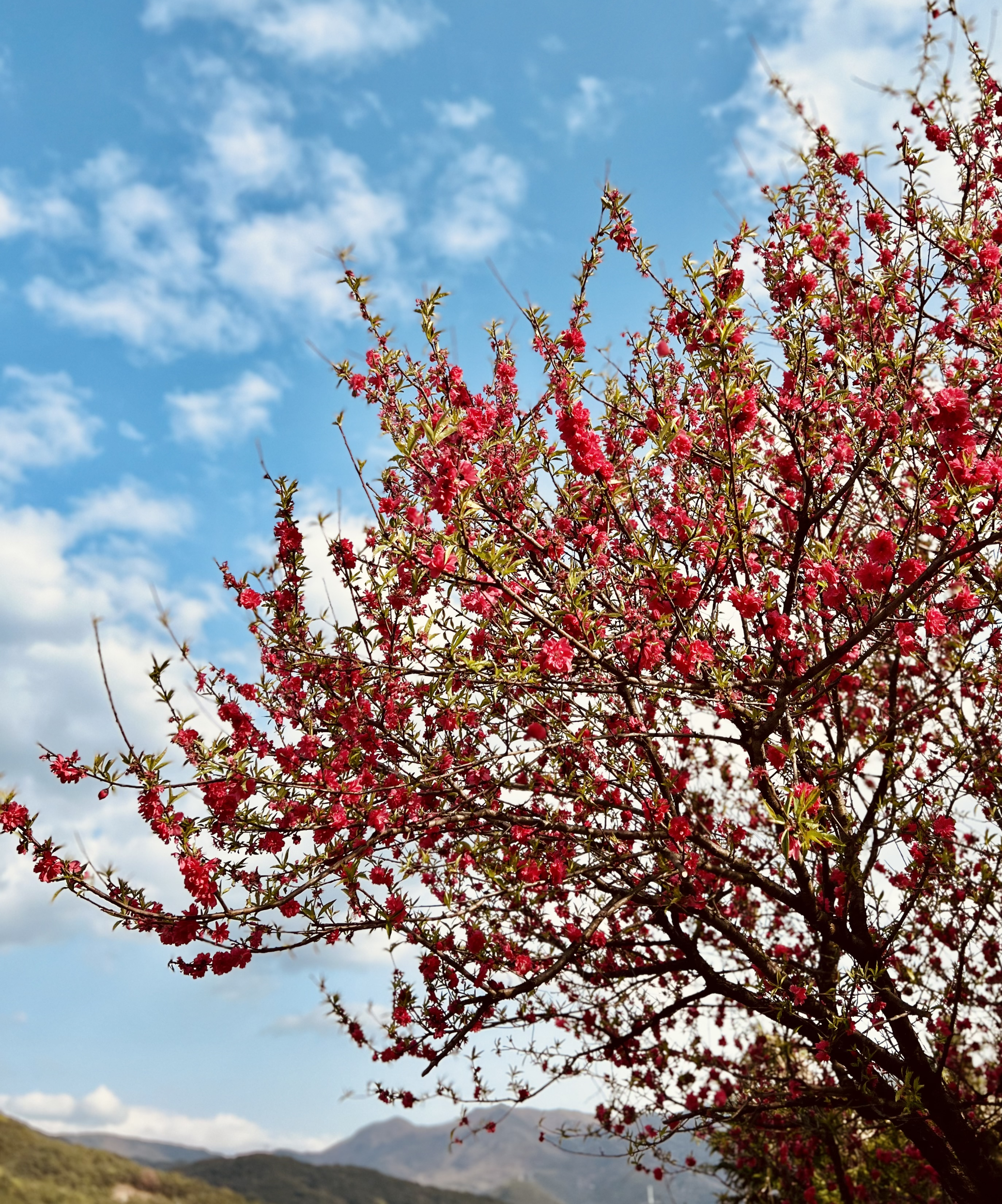 송해공원 근처 꽃나무