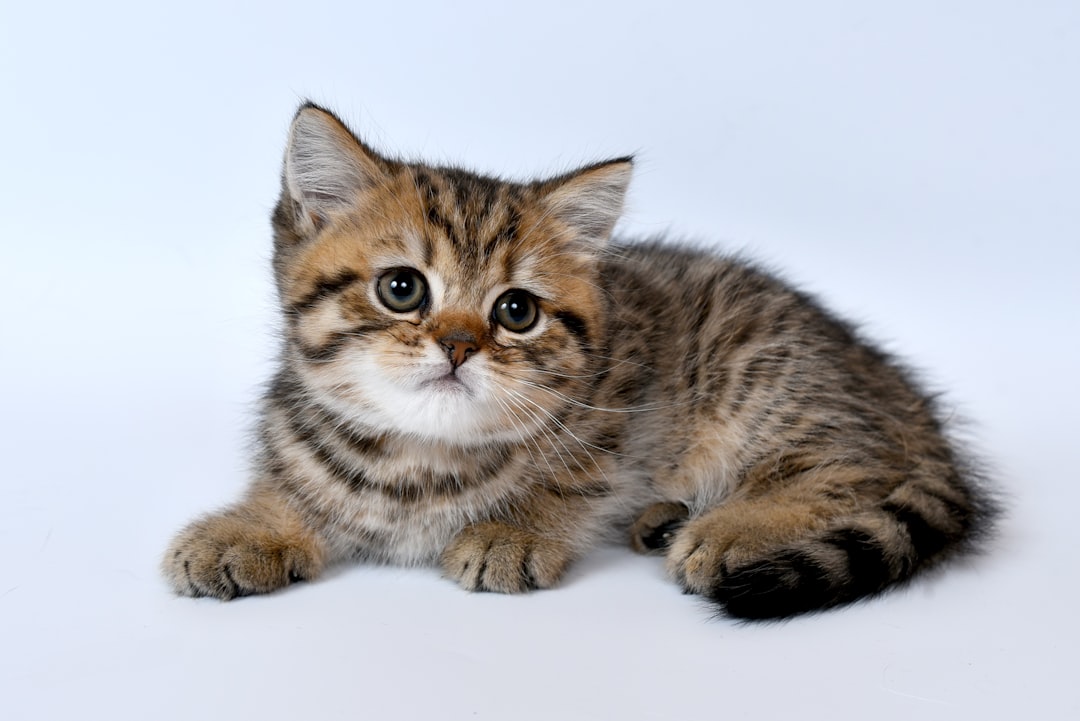 Kitten