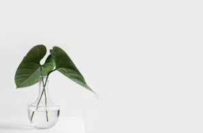 식물성 멜라토닌 영양제 식물성 멜라토닌 효능 추천 부작용