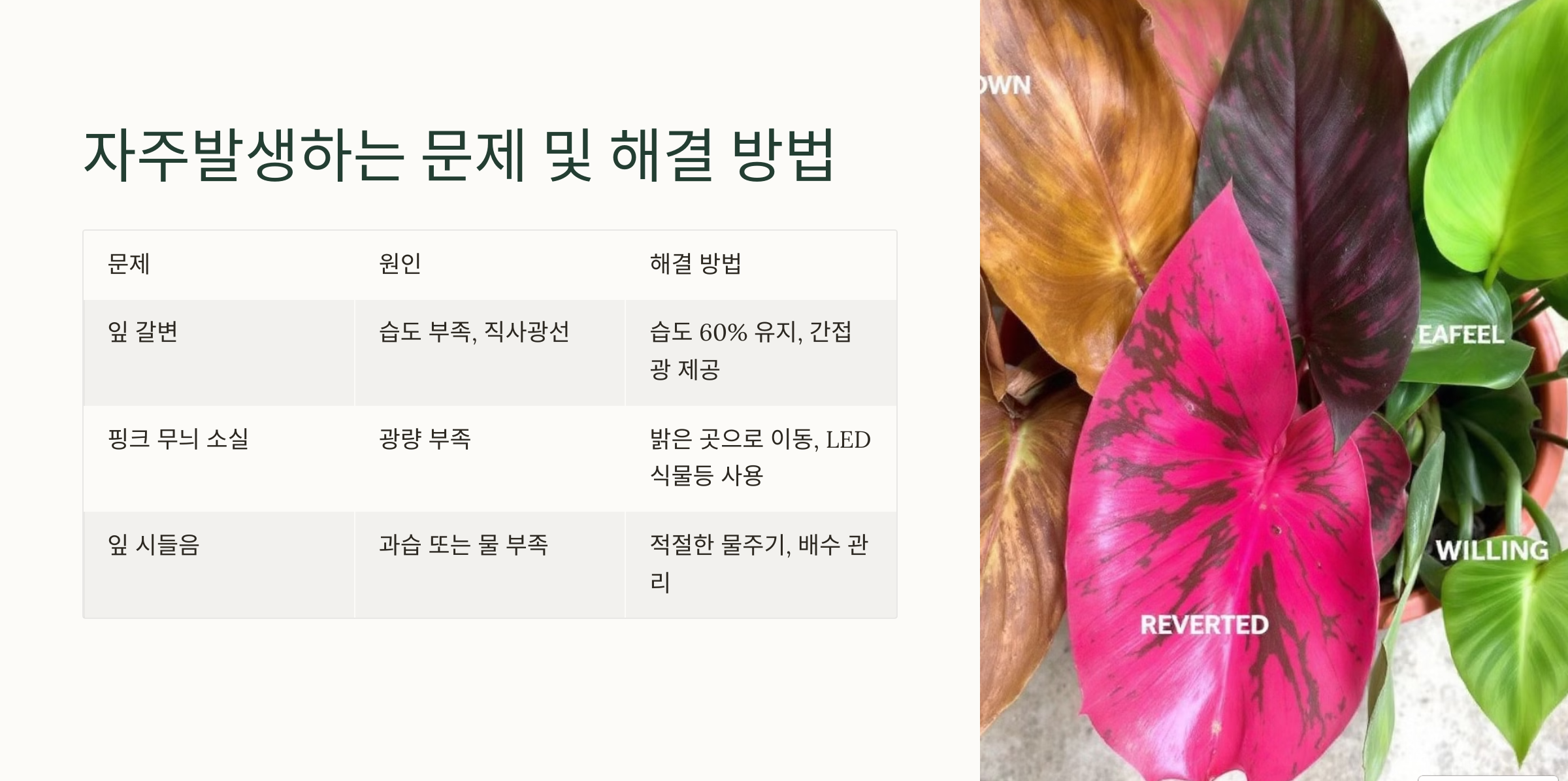 핑크 프린세스