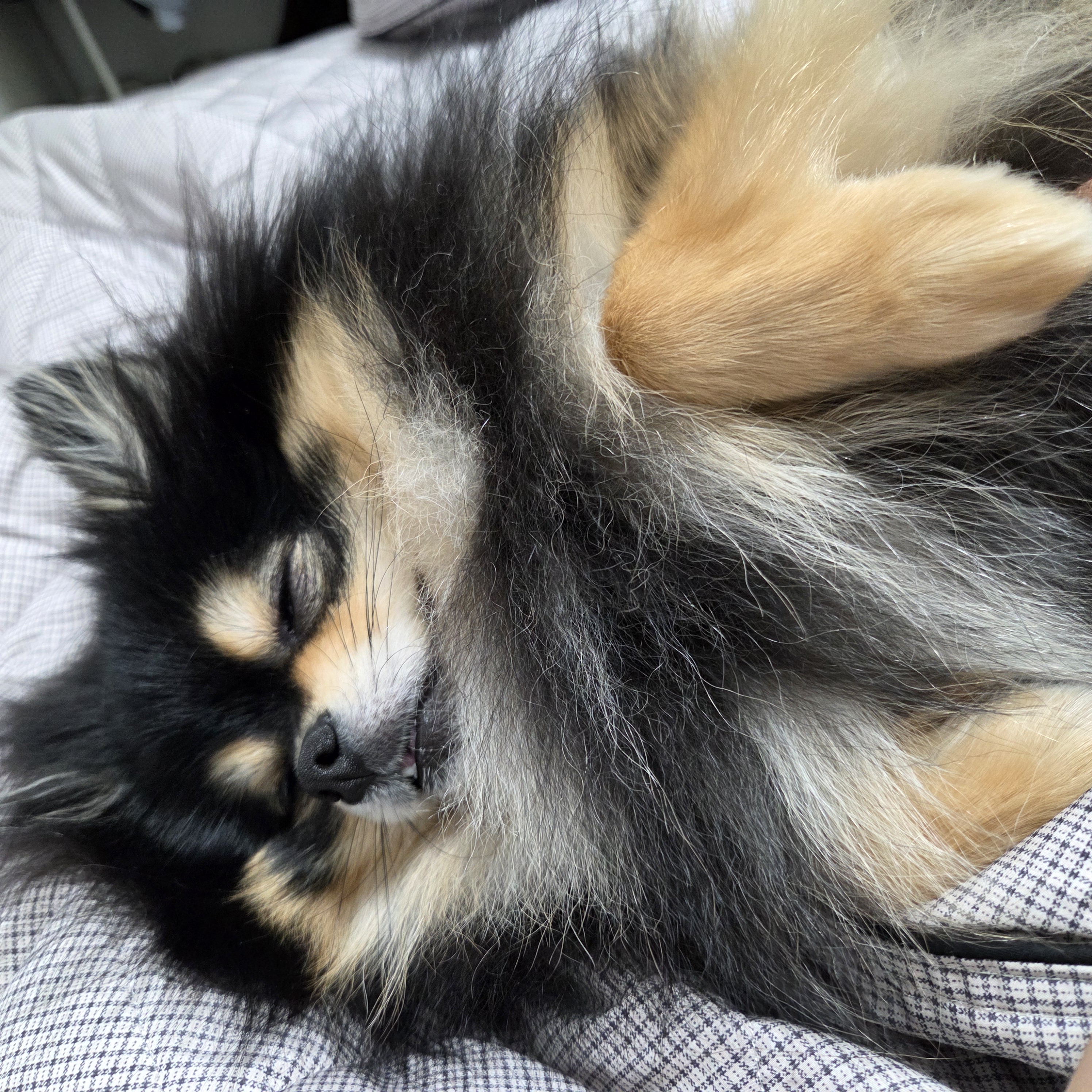 발바닥 털 정리하려니깐 잠든 달콩