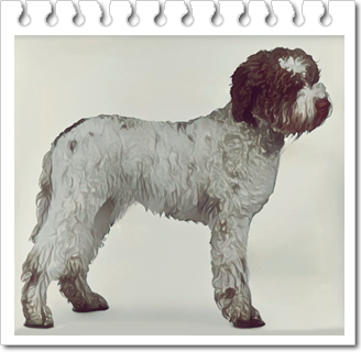 사냥견
라고토 로마뇰로(Lagotto Romagnolo)