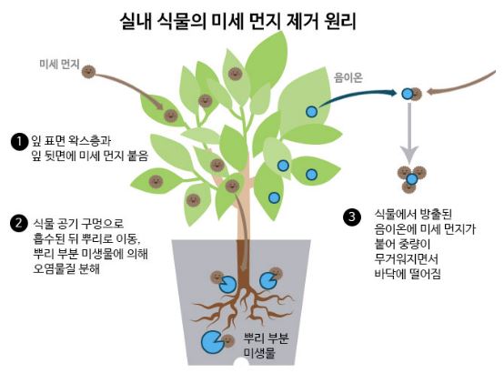 실내 식물의 미세 먼지 제거 원리