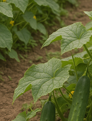 오이지 담그는 방법