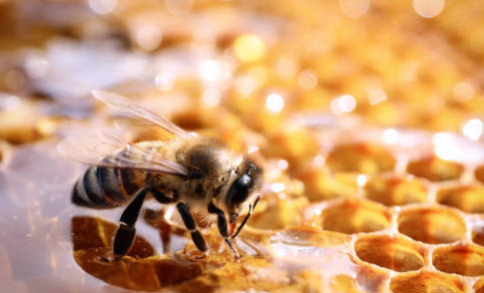 프로폴리스 효능