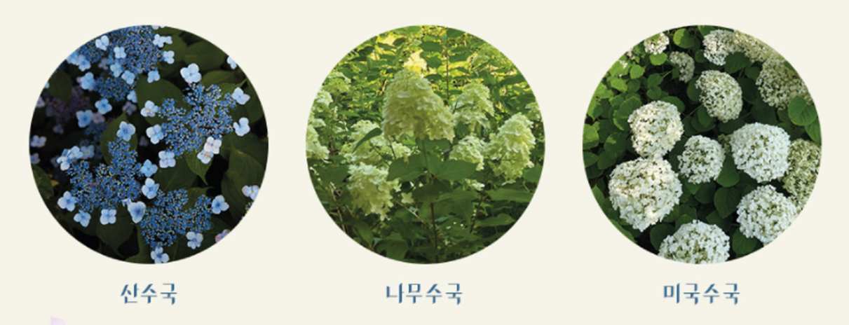 곤지암리조트와 화담숲, 어디서부터 시작할까요?