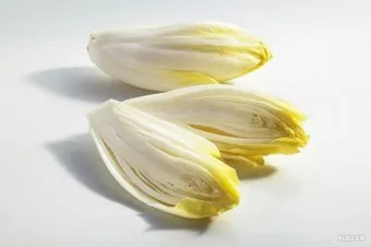 엔다이브 재배 상토 선정 배수 통풍 연속 수확_33