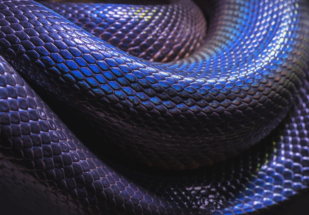 Snake