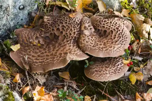 자연산 능이버섯 가격 및 효능과 주의점