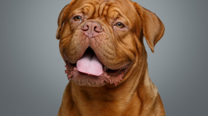 보르도 마스티프