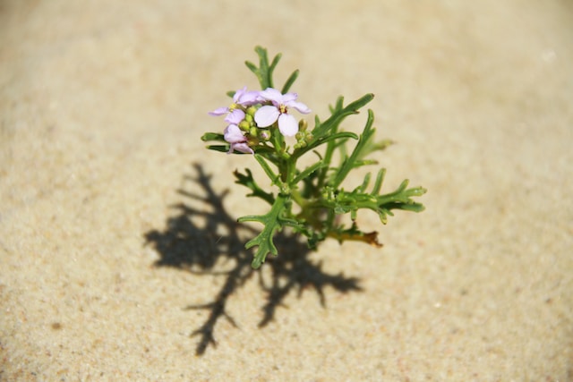 모래 위의 꽃