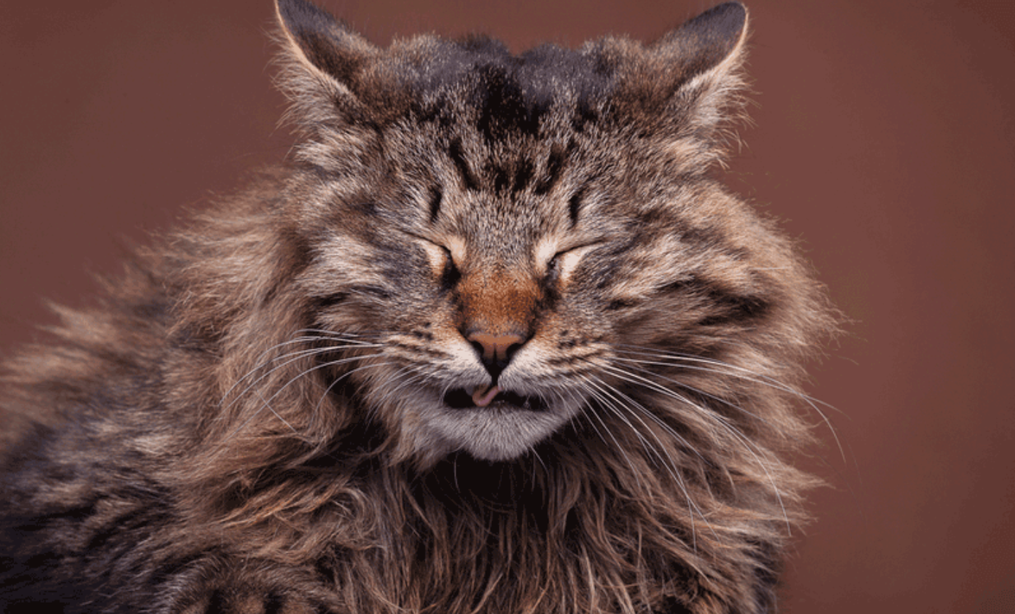 고양이의 알러지 종류와 도울 수 있는 방법