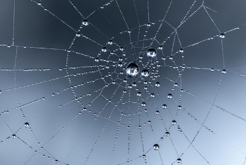 비오는 날 거미줄