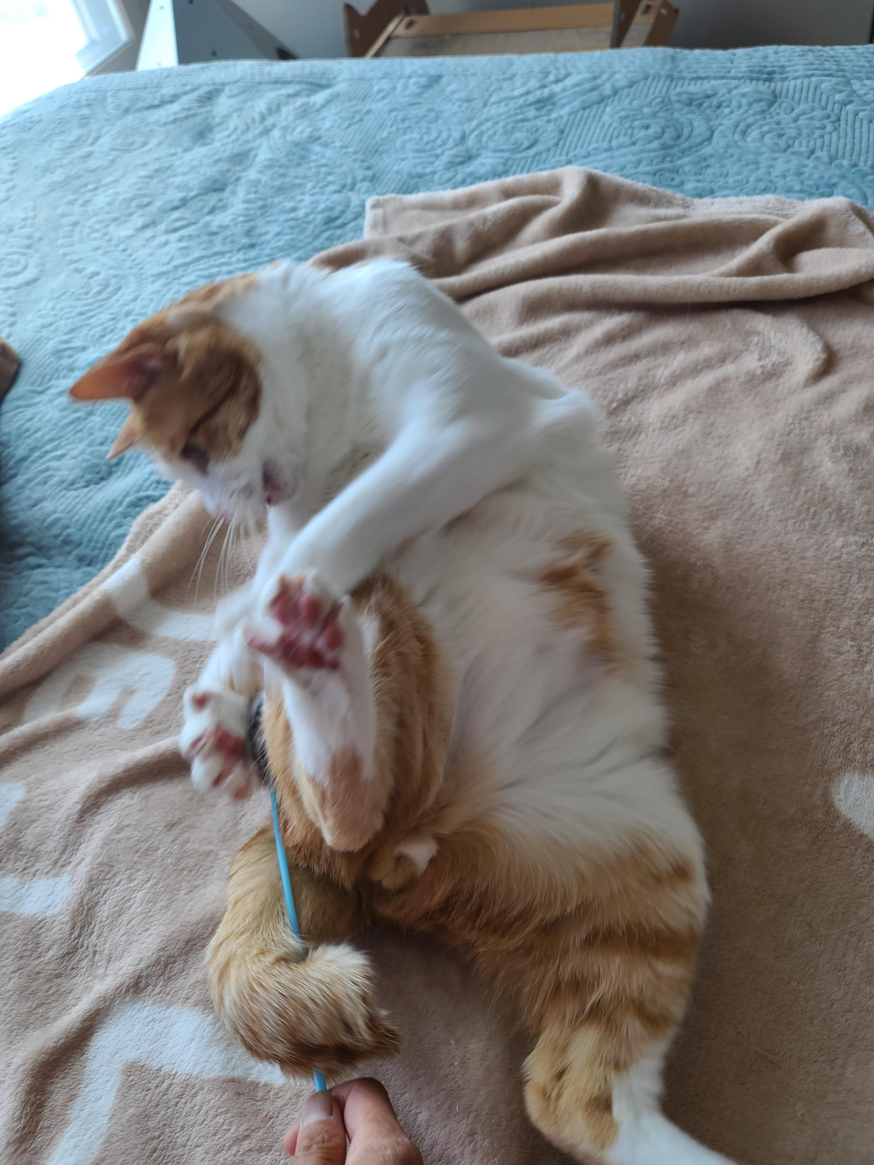 일요일 아침. 봄햇살에 기분이 좋은 고양이들.