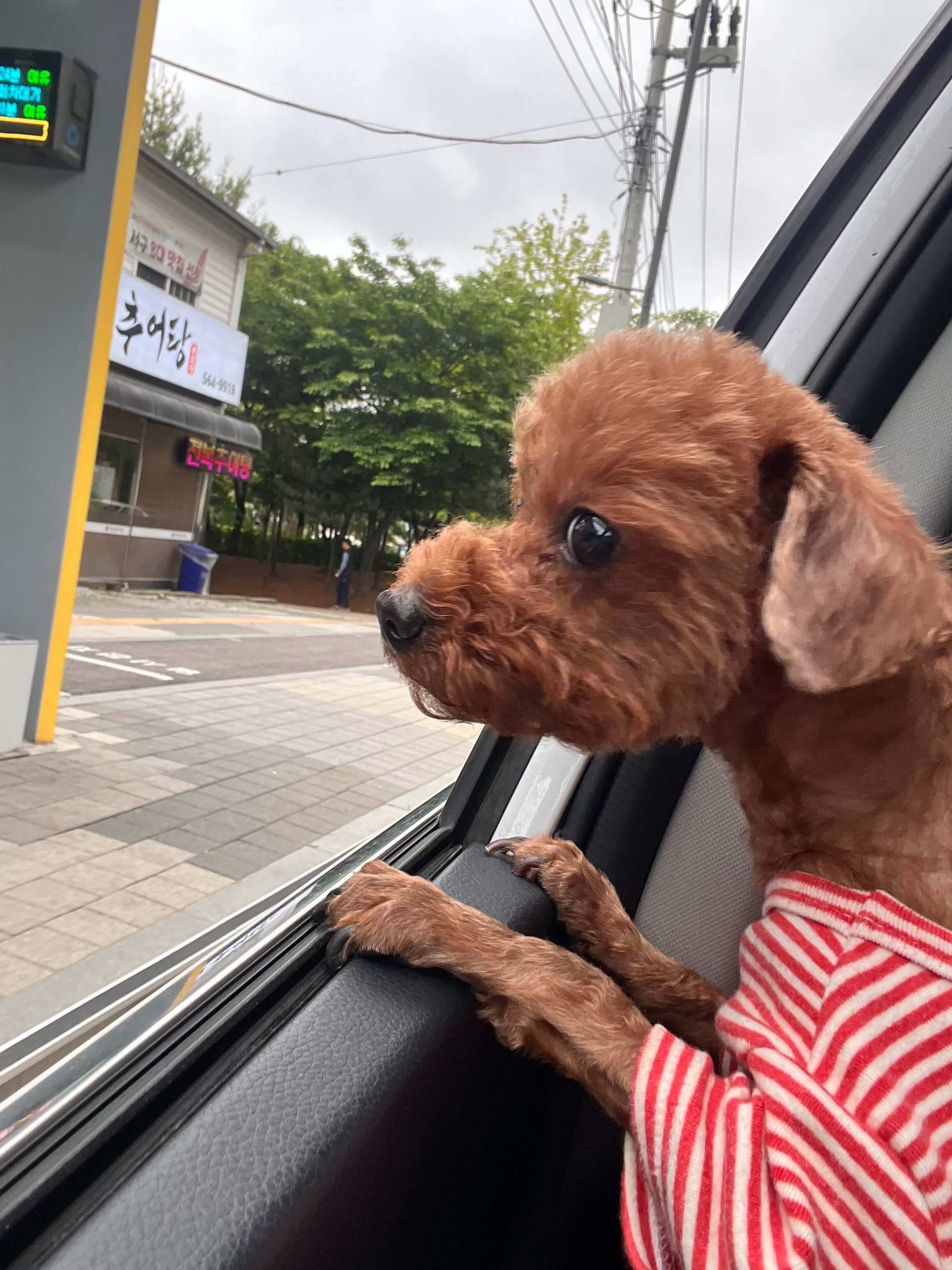 반려견 체중 관리 & 비만 예방법