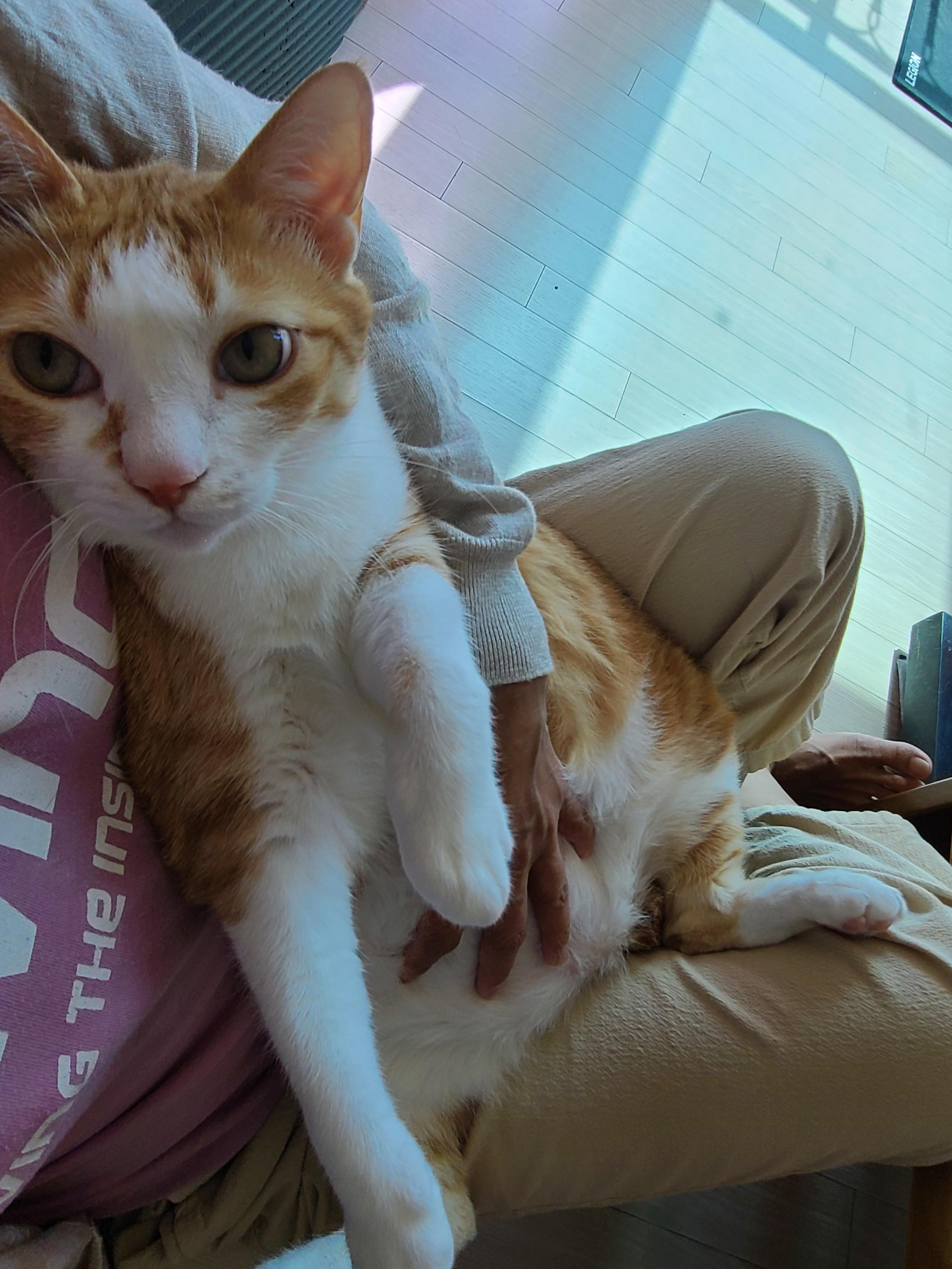 우리집 고양이들 발톱깎을때. 고양이 발톱깎기. 레벨1 vs 보스급. 중간이 없어..