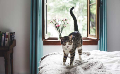 고양이 꼬리가 수직으로 서 있는 상태의 고양이