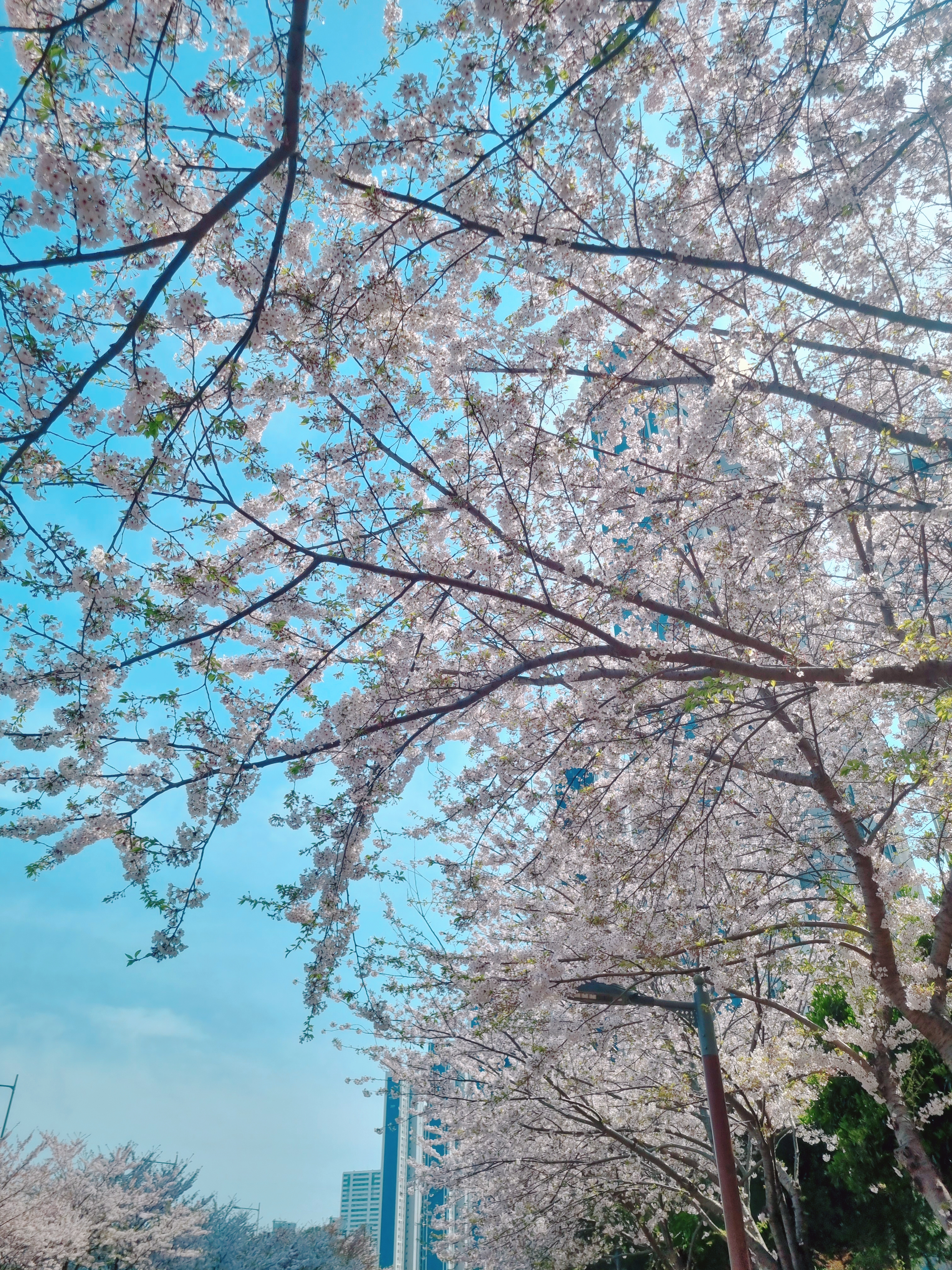 영도 동삼해수천 벚꽃길