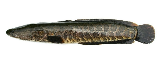 가물치의 서식지, 번식법, 먹이 관련 사진