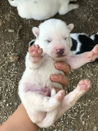 새끼강아지무료분양 멍멍이 가족 맞이 꿀팁_9