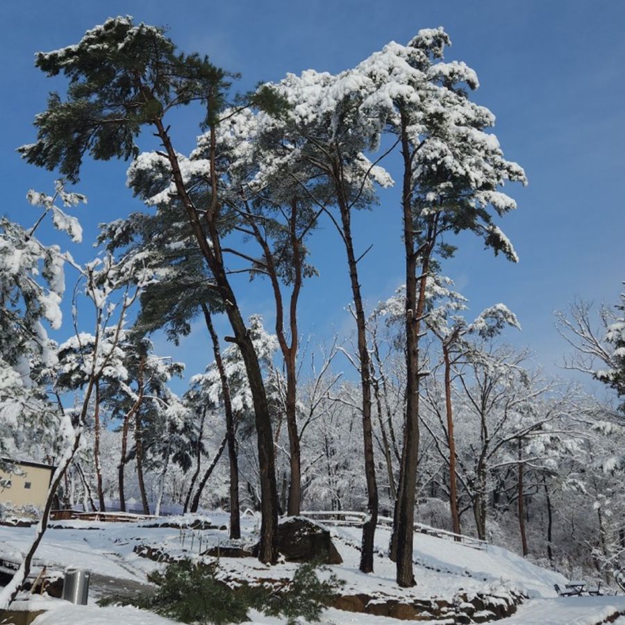 스테이수목원