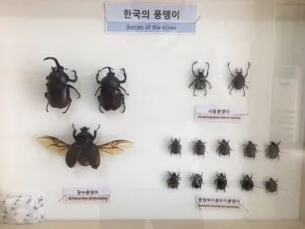 곤충 종류와 특징 생김새 습성 먹이 요약 정리_18