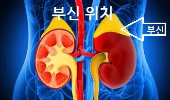 부신 위치