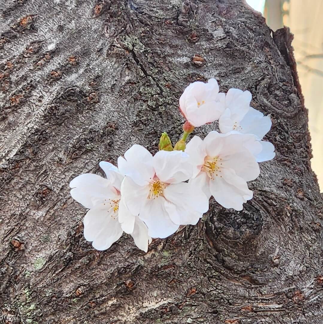 2026 벚꽃 개화 시기 총정리! 서울은 언제 만개할까?(+전국 예상일)