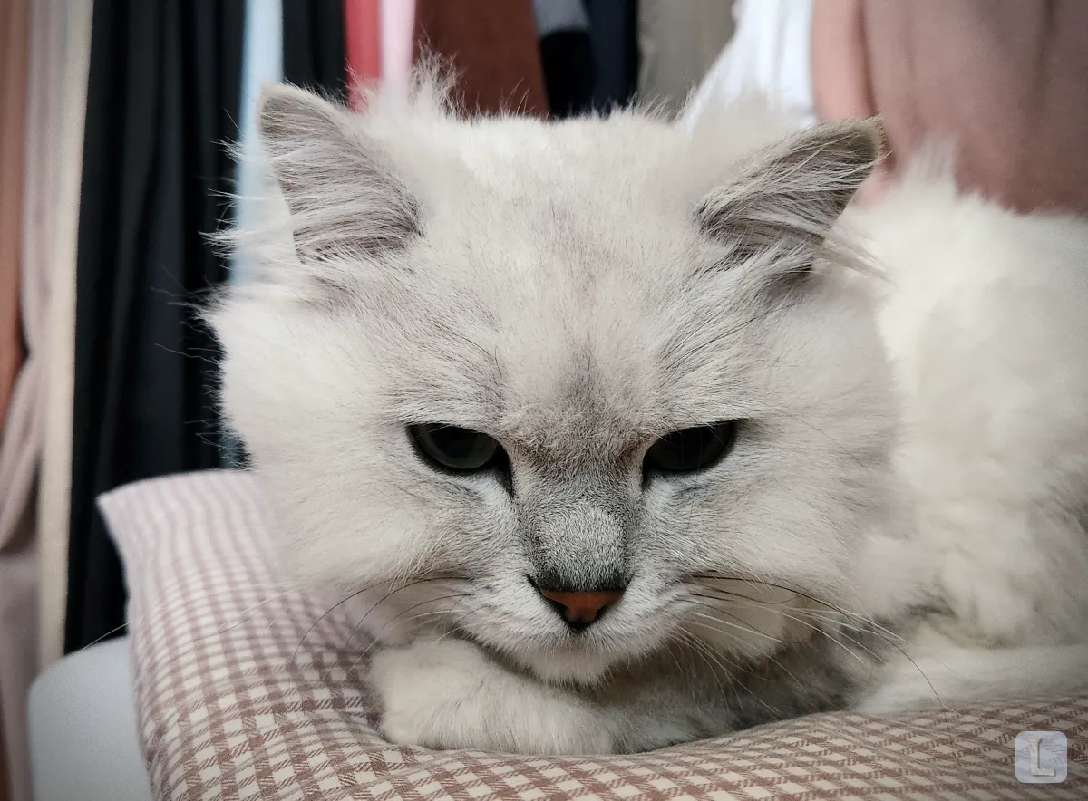 고양이가-먹으면-안-되는-위험한-음식-방석-위에-고양이