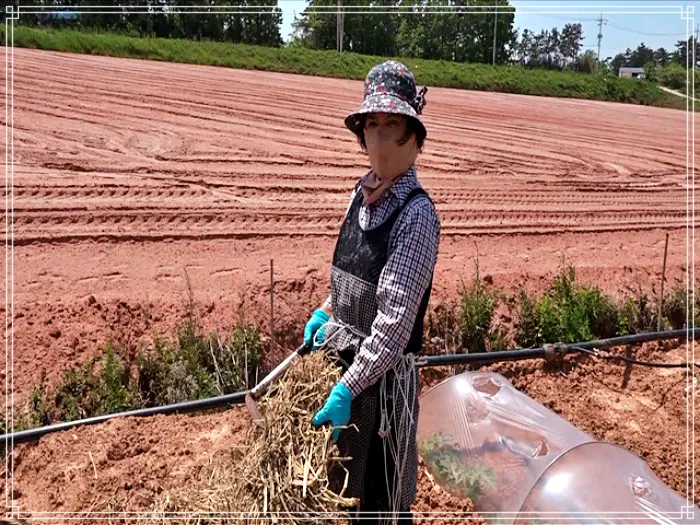 휴먼다큐 사노라면 587회 팥쥐 엄마와 콩쥐 딸의 아찔한 동거, 한국인의밥상, 40년 배추박사, 17년 절임 배추 인생 김치 택배 주문 방송 정보 다시보기