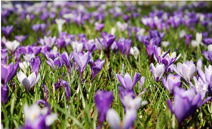 2025년 개화 시기 전망: 봄꽃의 향연을 미리 준비하세요