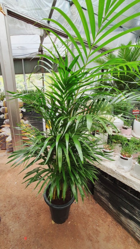 아레카야자햇빛