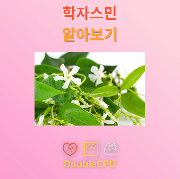 학자스민 꽃말 및 탐구