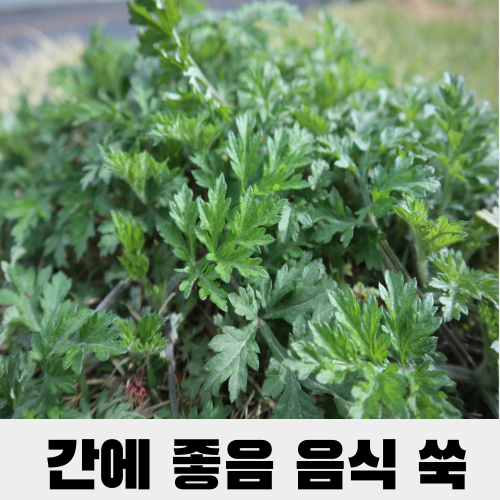 쑥