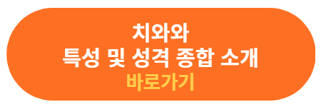 치와와 특성 및 성격 소개