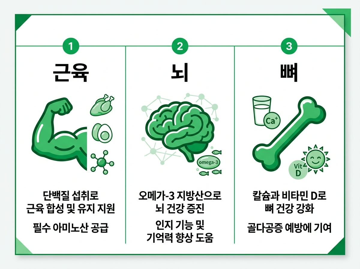 시니어 영양제 총정리 근감소증 치매 예방 골다공증 한눈에 비교