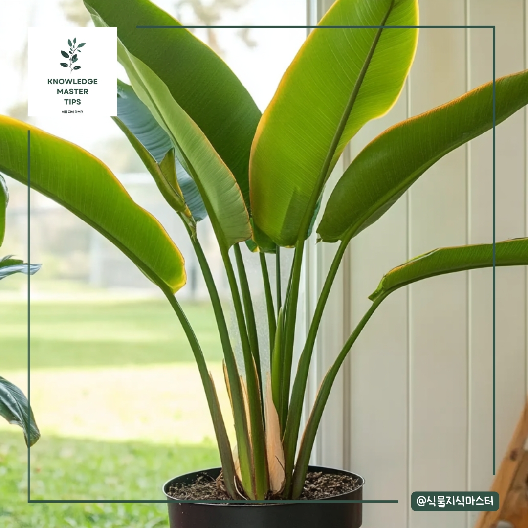 초미세먼지 잡는 실내 식물 - 여인초