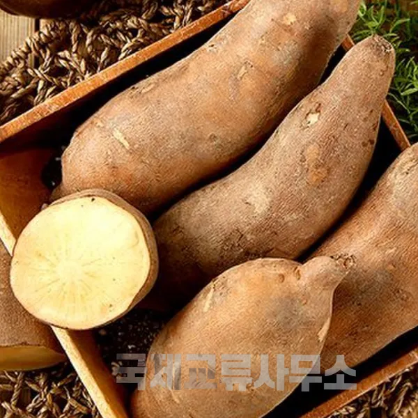 야콘 재배 덩이 비대 관리 토양 갈기 저장 요령_8