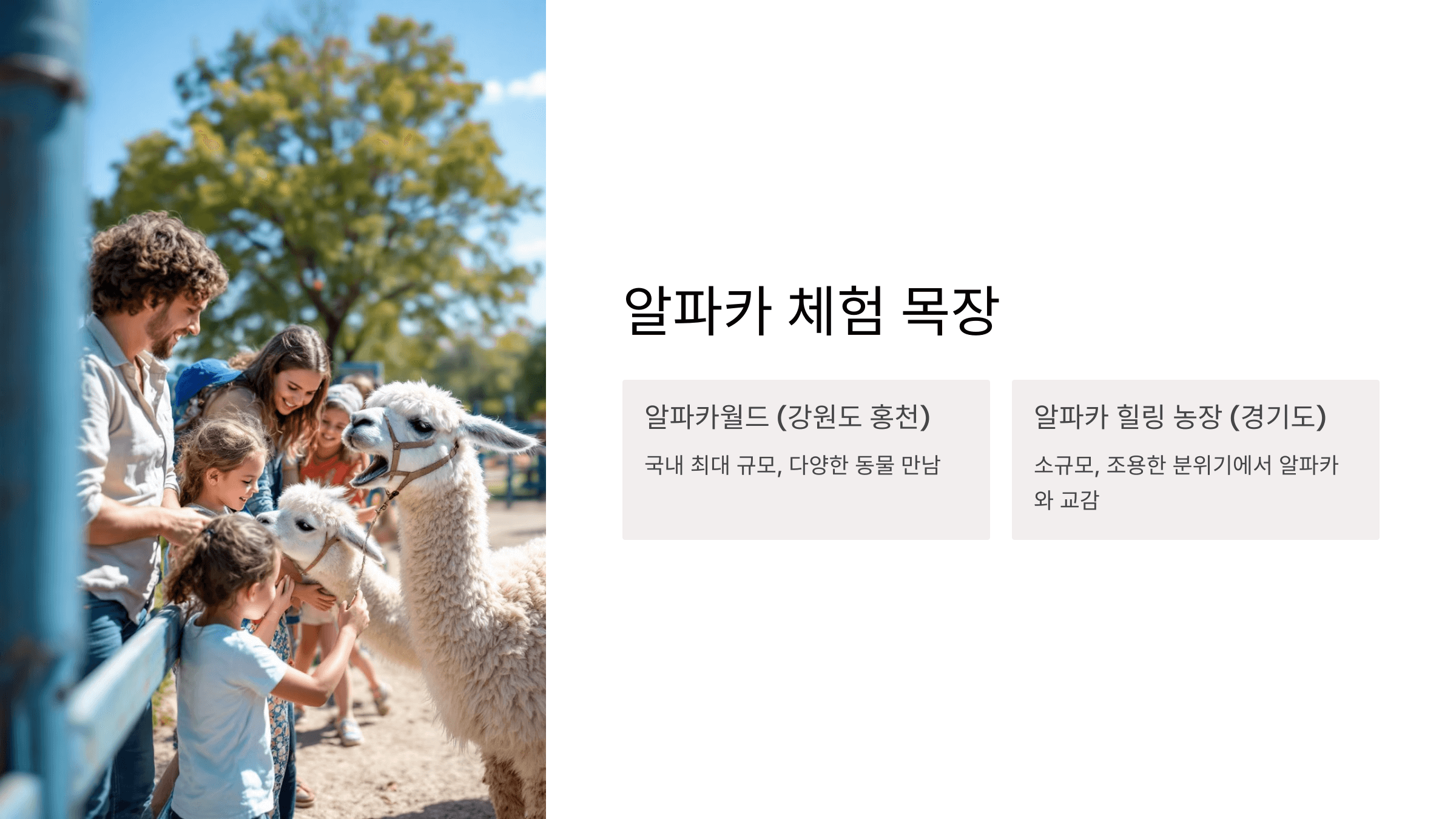 알파카 사진입니다.