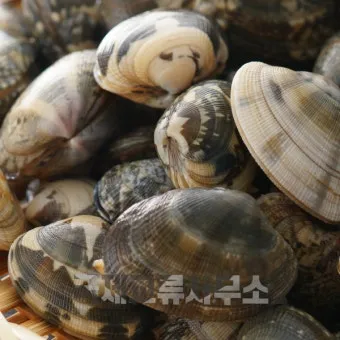 바지락 효능 보관방법 씻는법 해감시키는법_20