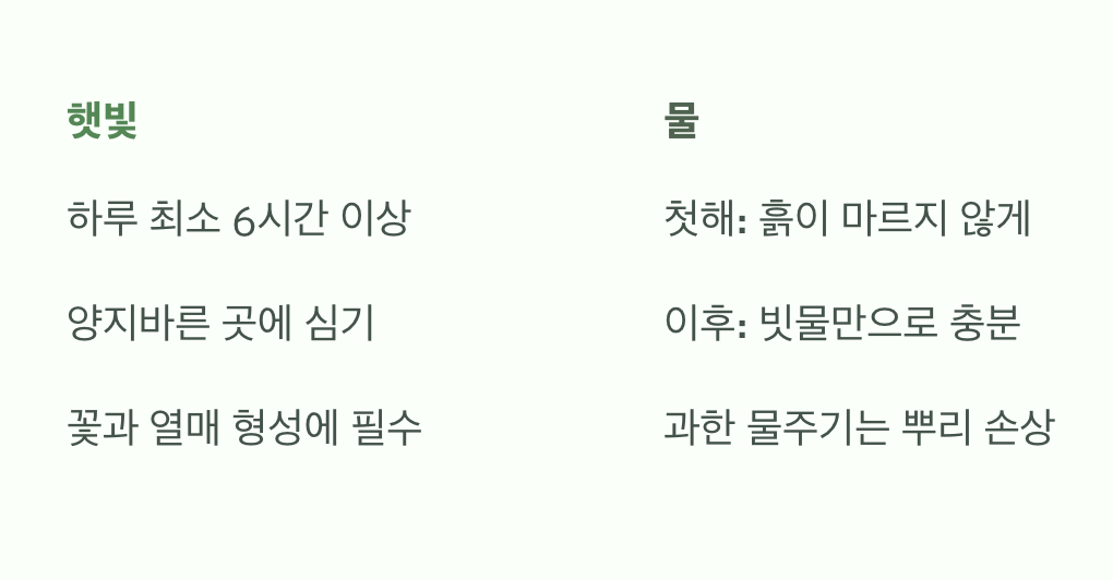 햇빛과 물, 이것만 기억하세요