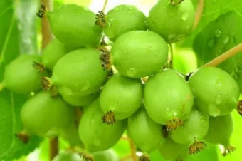 다래 재배 수분수 배치 덩굴 유인 겨울 보호_4