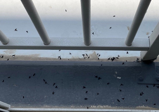 여름철 불청객, 러브버그...대체 왜 이렇게 많이 나타나는 걸까?