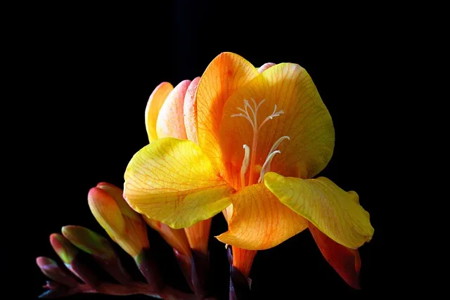 프리지아 수선화 꽃말 꽃다발 선물 의미_9