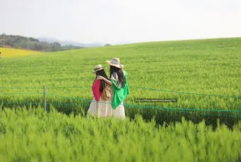 고창 청보리밭 축제 방문자 혜택_12