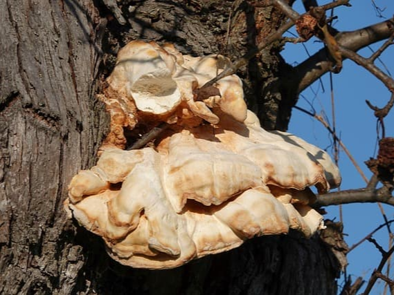 기능성 곡물 상황버섯 쌀