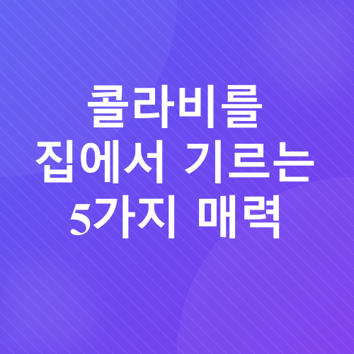 콜라비 재배_3