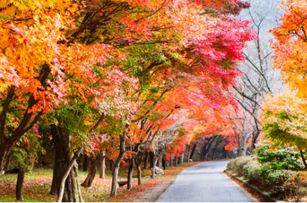 부산단풍
