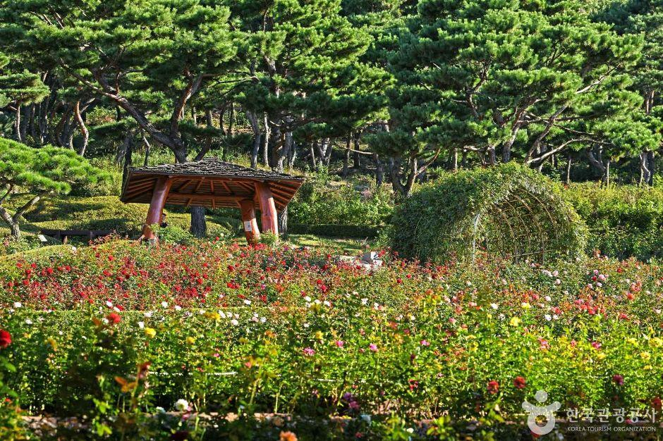인천 계양산장미원 개화 시기부터 포토존까지 한눈에 정리!