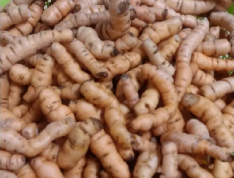 씻어 물기를 말린 생지황